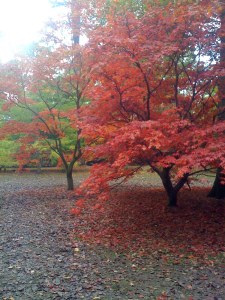 The maple avenue at Westonbirt