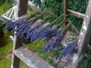 Lavender heads drying on the patio